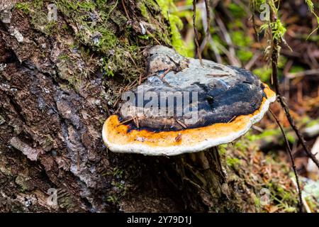 Polypore, Fomitopsis pinicola, su un albero nella Capitol Forest, Thurston County, Washington State, USA Foto Stock