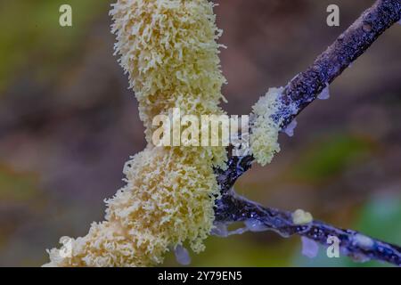 Dog vomit Slime Mold, Fuligo septica, Capitol Forest, Thurston County, Washington State, STATI UNITI Foto Stock