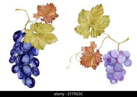 Rami di acquerello con uva blu e viola. Illustrazione botanica di bacche nere e rosa, foglie e rami isolati su sfondo bianco. B Foto Stock