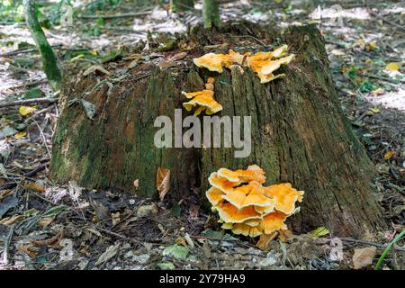 l'stagno giallo zolfo cresce su un vecchio ceppo marcio nella foresta. Un tinder giallo zolfo cresce su un albero. Il tema della raccolta e della ricerca di mu Foto Stock