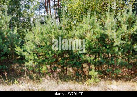 Giovani pini nella foresta in una giornata di sole. Restauro di una giovane pineta. Alberi di Natale di pino che crescono in un vivaio vicino alla foresta. Foto Stock