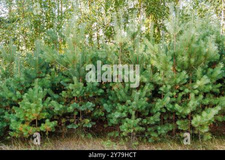 Nella foresta crescono piccoli pini. Alberi di Natale di pino che crescono in un vivaio vicino alla foresta Foto Stock