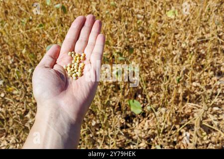 Primo piano di soia in mano umana. La mano di un contadino tiene in mano baccelli di soia maturi in un campo coltivato. Raccolta della soia sul campo. Il concetto di boun Foto Stock