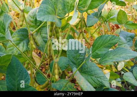 I baccelli di soia peloso verde e giallo maturano in un campo di soia, primo piano. Primo piano del campo di soia verde. Raccolta della soia sul campo. Il concetto di "bount" Foto Stock