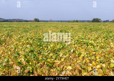 Campo di soia maturo e bel cielo blu con nuvole. I baccelli di soia peloso verde e giallo maturano in un campo di soia. Raccolta della soia sul campo. La truffa Foto Stock