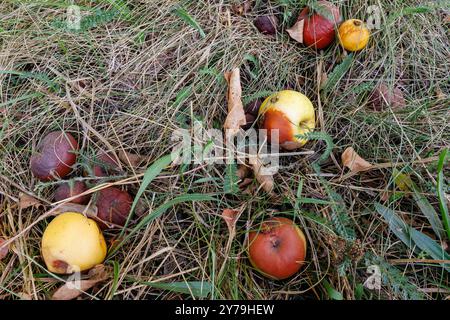 Le mele autunnali marciscono sull'erba sotto il melo. Foto Stock