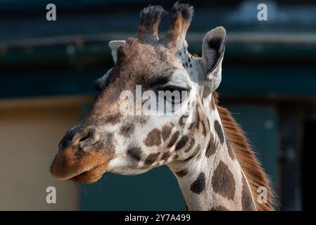 Ritratto della testa e della parte superiore del collo di una giraffa Foto Stock