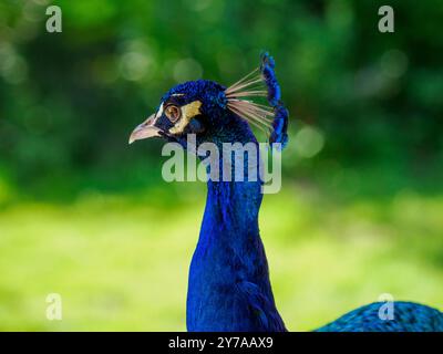 Peacock all'Harcourt Arboretum (Università di Oxford), Oxford, Inghilterra, Regno Unito Foto Stock