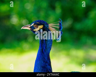 Peacock all'Harcourt Arboretum (Università di Oxford), Oxford, Inghilterra, Regno Unito Foto Stock