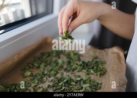 Vista laterale della mano femminile diffonde foglie di menta su carta di cera per un'asciugatura naturale a casa. Primo piano Foto Stock