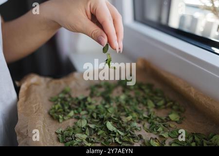Vista laterale della mano femminile diffonde foglie di menta su carta di cera per un'asciugatura naturale a casa. Primo piano Foto Stock