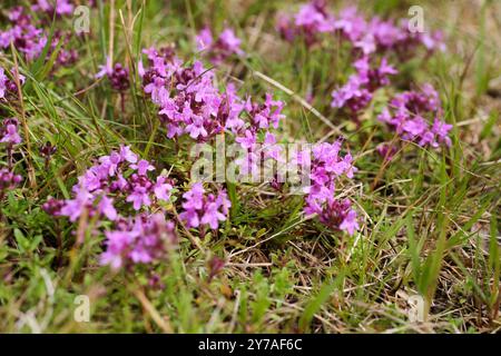 Timo serpillo timo Breckland Foto Stock