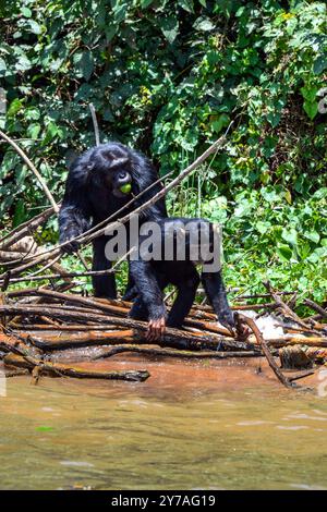 Scimpanzé (Pan troglodytes) a piedi al Ngamba Island Chimpanzee Sanctuary nel Lago Vittoria in Uganda. Foto Stock