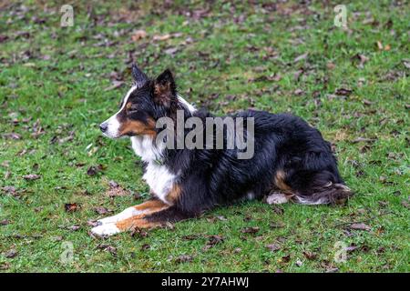 Border Collie durante l'addestramento dei cani Foto Stock