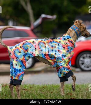Brentwood Essex 29 settembre 2024 The Great Global Greyhound Walk; Brentwood Essex partecipazione, oltre cinquanta sighthounds, per lo più Greyhounds hanno preso parte alla Walk in Weald Park Brentwood Essx. La passeggiata terminò con salsicce per i partecipanti al cane. Crediti: Ian Davidson/Alamy Live News Foto Stock
