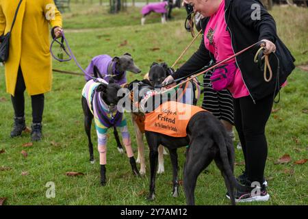 Brentwood Essex 29 settembre 2024 The Great Global Greyhound Walk; Brentwood Essex partecipazione, oltre cinquanta sighthounds, per lo più Greyhounds hanno preso parte alla Walk in Weald Park Brentwood Essx. La passeggiata terminò con salsicce per i partecipanti al cane. Crediti: Ian Davidson/Alamy Live News Foto Stock
