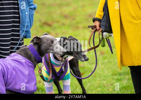 Brentwood Essex 29 settembre 2024 The Great Global Greyhound Walk; Brentwood Essex partecipazione, oltre cinquanta sighthounds, per lo più Greyhounds hanno preso parte alla Walk in Weald Park Brentwood Essx. La passeggiata terminò con salsicce per i partecipanti al cane. Crediti: Ian Davidson/Alamy Live News Foto Stock