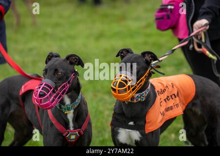 Brentwood Essex 29 settembre 2024 The Great Global Greyhound Walk; Brentwood Essex partecipazione, oltre cinquanta sighthounds, per lo più Greyhounds hanno preso parte alla Walk in Weald Park Brentwood Essx. La passeggiata terminò con salsicce per i partecipanti al cane. Crediti: Ian Davidson/Alamy Live News Foto Stock