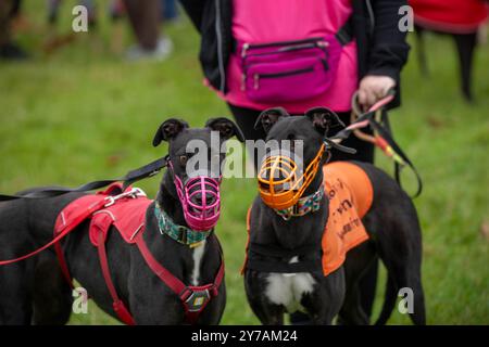 Brentwood Essex 29 settembre 2024 The Great Global Greyhound Walk; Brentwood Essex partecipazione, oltre cinquanta sighthounds, per lo più Greyhounds hanno preso parte alla Walk in Weald Park Brentwood Essx. La passeggiata terminò con salsicce per i partecipanti al cane. Crediti: Ian Davidson/Alamy Live News Foto Stock