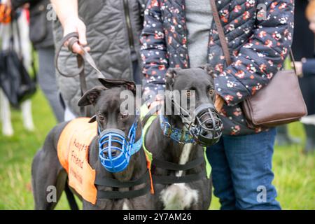 Brentwood Essex 29 settembre 2024 The Great Global Greyhound Walk; Brentwood Essex partecipazione, oltre cinquanta sighthounds, per lo più Greyhounds hanno preso parte alla Walk in Weald Park Brentwood Essx. La passeggiata terminò con salsicce per i partecipanti al cane. Crediti: Ian Davidson/Alamy Live News Foto Stock