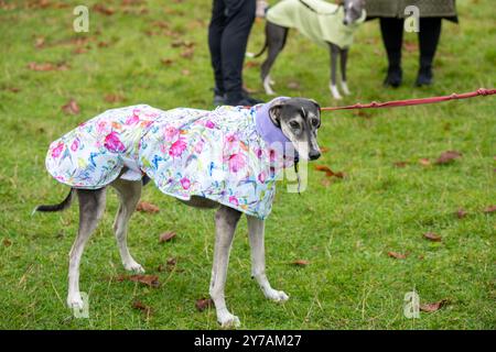 Brentwood Essex 29 settembre 2024 The Great Global Greyhound Walk; Brentwood Essex partecipazione, oltre cinquanta sighthounds, per lo più Greyhounds hanno preso parte alla Walk in Weald Park Brentwood Essx. La passeggiata terminò con salsicce per i partecipanti al cane. Crediti: Ian Davidson/Alamy Live News Foto Stock