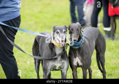 Brentwood Essex 29 settembre 2024 The Great Global Greyhound Walk; Brentwood Essex partecipazione, oltre cinquanta sighthounds, per lo più Greyhounds hanno preso parte alla Walk in Weald Park Brentwood Essx. La passeggiata terminò con salsicce per i partecipanti al cane. Crediti: Ian Davidson/Alamy Live News Foto Stock