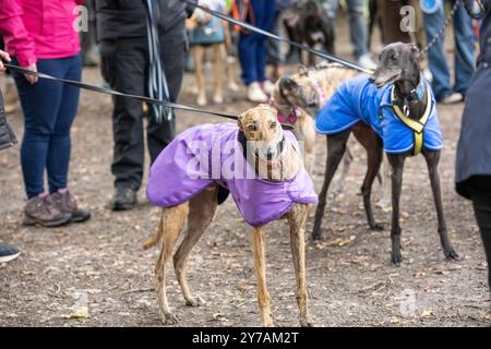 Brentwood Essex 29 settembre 2024 The Great Global Greyhound Walk; Brentwood Essex partecipazione, oltre cinquanta sighthounds, per lo più Greyhounds hanno preso parte alla Walk in Weald Park Brentwood Essx. La passeggiata terminò con salsicce per i partecipanti al cane. Crediti: Ian Davidson/Alamy Live News Foto Stock