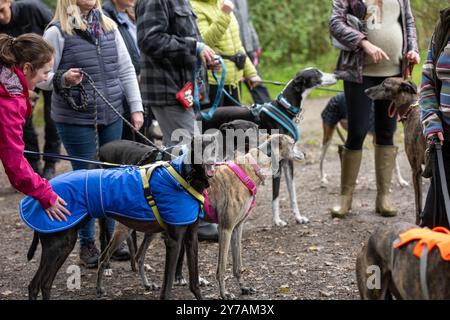 Brentwood Essex 29 settembre 2024 The Great Global Greyhound Walk; Brentwood Essex partecipazione, oltre cinquanta sighthounds, per lo più Greyhounds hanno preso parte alla Walk in Weald Park Brentwood Essx. La passeggiata terminò con salsicce per i partecipanti al cane. Crediti: Ian Davidson/Alamy Live News Foto Stock