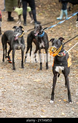 Brentwood Essex 29 settembre 2024 The Great Global Greyhound Walk; Brentwood Essex partecipazione, oltre cinquanta sighthounds, per lo più Greyhounds hanno preso parte alla Walk in Weald Park Brentwood Essx. La passeggiata terminò con salsicce per i partecipanti al cane. Crediti: Ian Davidson/Alamy Live News Foto Stock