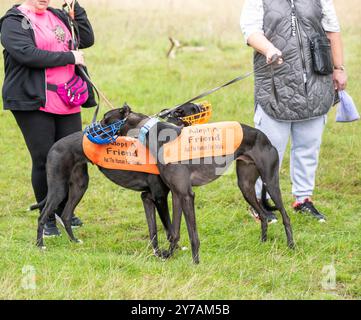 Brentwood Essex 29 settembre 2024 The Great Global Greyhound Walk; Brentwood Essex partecipazione, oltre cinquanta sighthounds, per lo più Greyhounds hanno preso parte alla Walk in Weald Park Brentwood Essx. La passeggiata terminò con salsicce per i partecipanti al cane. Crediti: Ian Davidson/Alamy Live News Foto Stock