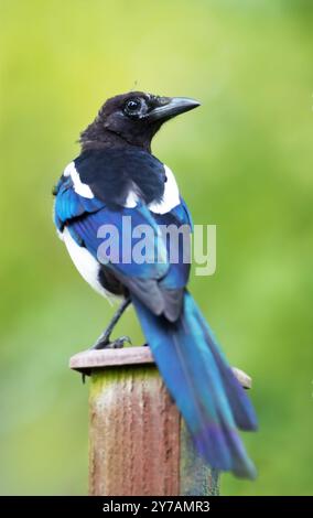 Ritratto di un giovane magpie eurasiatico arroccato su un palo di legno su sfondo verde, Regno Unito. Foto Stock