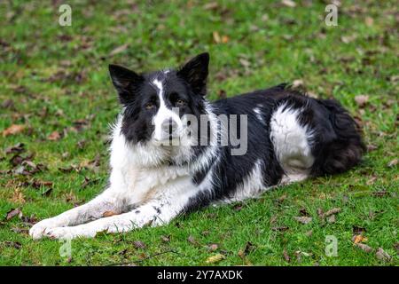 Border Collie durante l'addestramento dei cani Bad Hofgastein Hundeplatz Salisburgo Austria Foto Stock