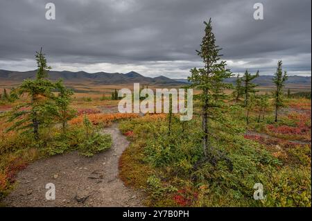 Sentiero tra gli abeti rossi nelle Richardson Mountains sul Circolo Polare Artico nel territorio dello Yukon, Canada Foto Stock