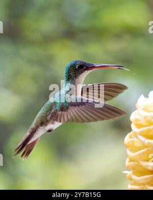 Smeraldo andino, Andenamazilie, Ariane de Francia, Amazilia franciae, andoki amazília, valle di Mindo, Ecuador, Sud America Foto Stock