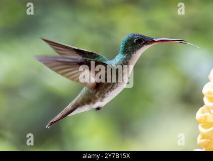 Smeraldo andino, Andenamazilie, Ariane de Francia, Amazilia franciae, andoki amazília, valle di Mindo, Ecuador, Sud America Foto Stock