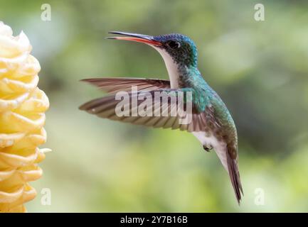 Smeraldo andino, Andenamazilie, Ariane de Francia, Amazilia franciae, andoki amazília, valle di Mindo, Ecuador, Sud America Foto Stock