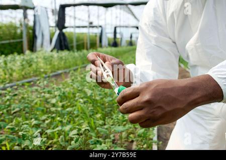 Lavoratore di piantagione che fa dei test Foto Stock