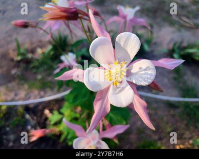 Fiore Aquilegia Orliks. Fiore fiorito con petali rosa bianco, stami gialli su stelo verde, gocce di rugiada in estate primavera. Impianto di fioritura. Sfondo primavera estate Foto Stock