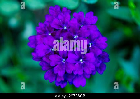 Primo piano su fiori viola africani e foglie pelose (Saintpaulia) Foto Stock