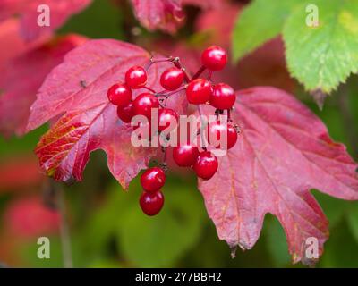 Bacche autunnali rosse sullo sfondo di foglie autunnali del robusto arbusto britannico, rosa cameriera, Viburnum opulus Foto Stock