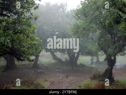 Fanal, Portogallo. 13 settembre 2024. Una donna in un mantello pluviale scatta una foto nella nebbia tra i vecchi alberi nella foresta delle fate nella zona di Fanal nel nord-ovest di Madeira. L'area nel quartiere di Porto Moniz fa parte della foresta di alloro, dichiarata patrimonio dell'umanità dall'UNESCO nel 1999 ed è una delle zone escursionistiche più popolari dell'isola. Credito: Soeren Stache/dpa/Alamy Live News Foto Stock