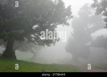 Fanal, Portogallo. 13 settembre 2024. Nebbia tra i vecchi alberi nella foresta delle fate nella zona di Fanal nel nord-ovest di Madeira. L'area nel quartiere di Porto Moniz fa parte della foresta di alloro, dichiarata patrimonio dell'umanità dall'UNESCO nel 1999 ed è una delle zone escursionistiche più popolari dell'isola. Credito: Soeren Stache/dpa/Alamy Live News Foto Stock