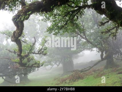 Fanal, Portogallo. 13 settembre 2024. Nebbia tra i vecchi alberi nella foresta delle fate nella zona di Fanal nel nord-ovest di Madeira. L'area nel quartiere di Porto Moniz fa parte della foresta di alloro, dichiarata patrimonio dell'umanità dall'UNESCO nel 1999 ed è una delle zone escursionistiche più popolari dell'isola. Credito: Soeren Stache/dpa/Alamy Live News Foto Stock