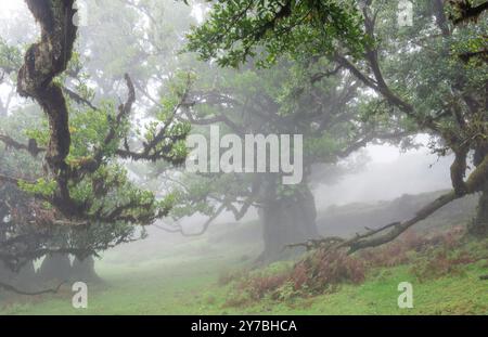 Fanal, Portogallo. 13 settembre 2024. La nebbia si trova tra i vecchi alberi della Foresta delle fate nella zona di Fanal nel nord-ovest di Madeira. L'area nel quartiere di Porto Moniz fa parte della foresta di alloro, dichiarata patrimonio dell'umanità dall'UNESCO nel 1999 ed è una delle zone escursionistiche più popolari dell'isola. Credito: Soeren Stache/dpa/Alamy Live News Foto Stock