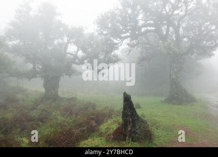 Fanal, Portogallo. 13 settembre 2024. La nebbia si trova tra i vecchi alberi della Foresta delle fate nella zona di Fanal nel nord-ovest di Madeira. L'area nel quartiere di Porto Moniz fa parte della foresta di alloro, dichiarata patrimonio dell'umanità dall'UNESCO nel 1999 ed è una delle zone escursionistiche più popolari dell'isola. Credito: Soeren Stache/dpa/Alamy Live News Foto Stock