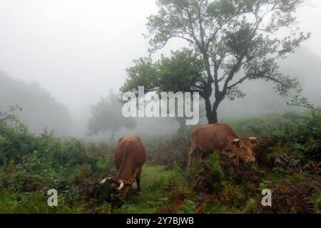 Fanal, Portogallo. 13 settembre 2024. Due bovini pascolano nella nebbia tra gli alberi nella foresta delle fate nella zona di Fanal nel nord-ovest di Madeira. L'area nel quartiere di Porto Moniz fa parte della foresta di alloro, dichiarata patrimonio dell'umanità dall'UNESCO nel 1999 ed è una delle zone escursionistiche più popolari dell'isola. Credito: Soeren Stache/dpa/Alamy Live News Foto Stock