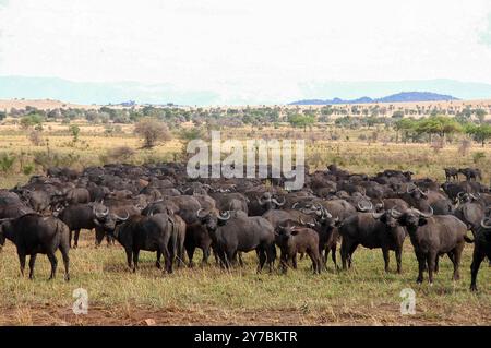 African Buffalos (Syncerus caffer caffer) in Kidepo National Parl - Uganda Foto Stock