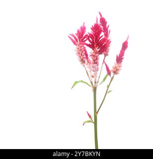 Immagine ritagliata di un cockscomb rosso o fiore Celosia con percorsi di ritaglio dettagliati che mostrano i vivaci petali testurizzati per una perfetta integrazione Foto Stock