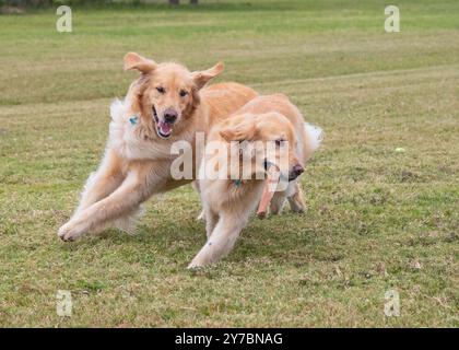 Due Golden retriever che recuperano un bastone in un parco per cani, Florida, Stati Uniti Foto Stock