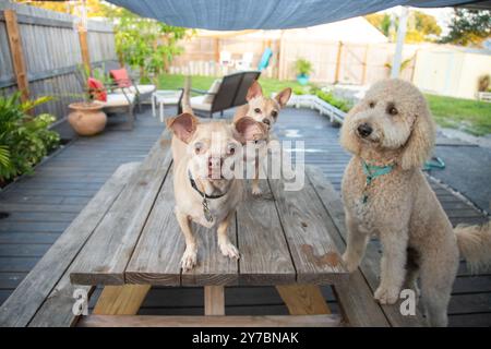 Chihuahua Rat Terrier mix, Cheadle e labradoodle su un tavolo da giardino, Florida, Stati Uniti Foto Stock